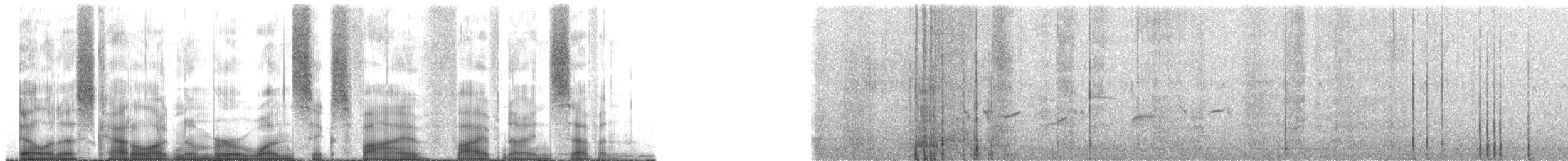 Plectrophane blanc - ML165597