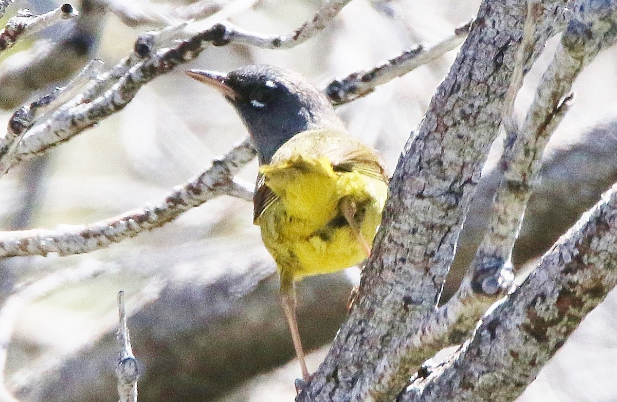 MacGillivray's Warbler - Glenn Anderson