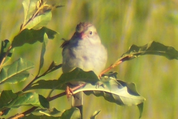Clay-colored x Field Sparrow (hybrid) - ML165598731