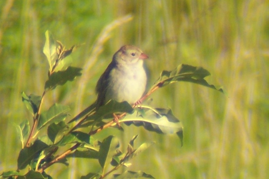 grånakkespurv x markspurv (hybrid) - ML165598741