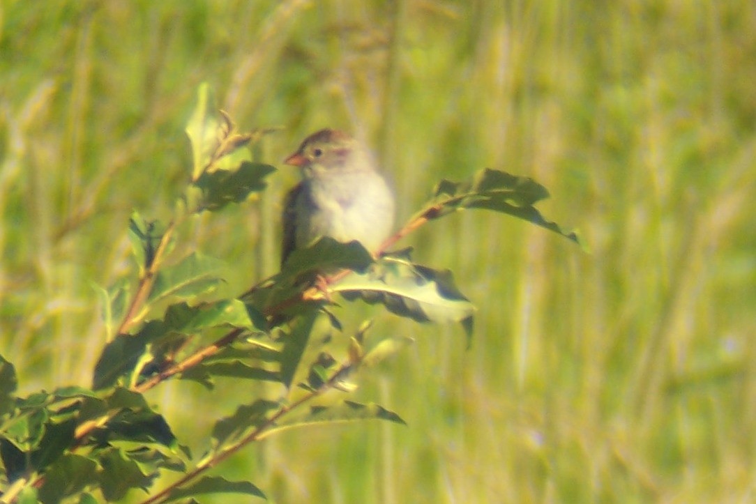 grånakkespurv x markspurv (hybrid) - ML165598751