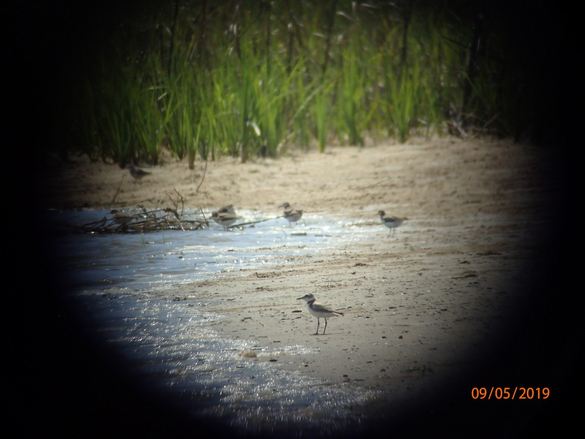 Wilson's Plover - ML165599201