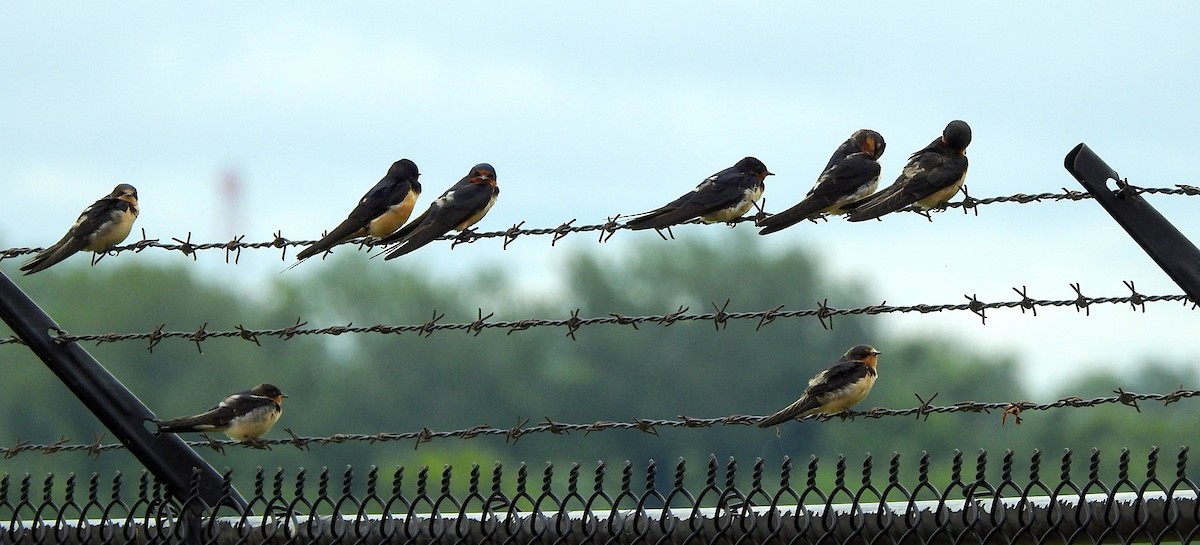 Barn Swallow - ML165600491