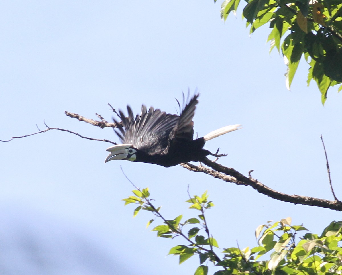 Palawan Hornbill - Paul Bourdin