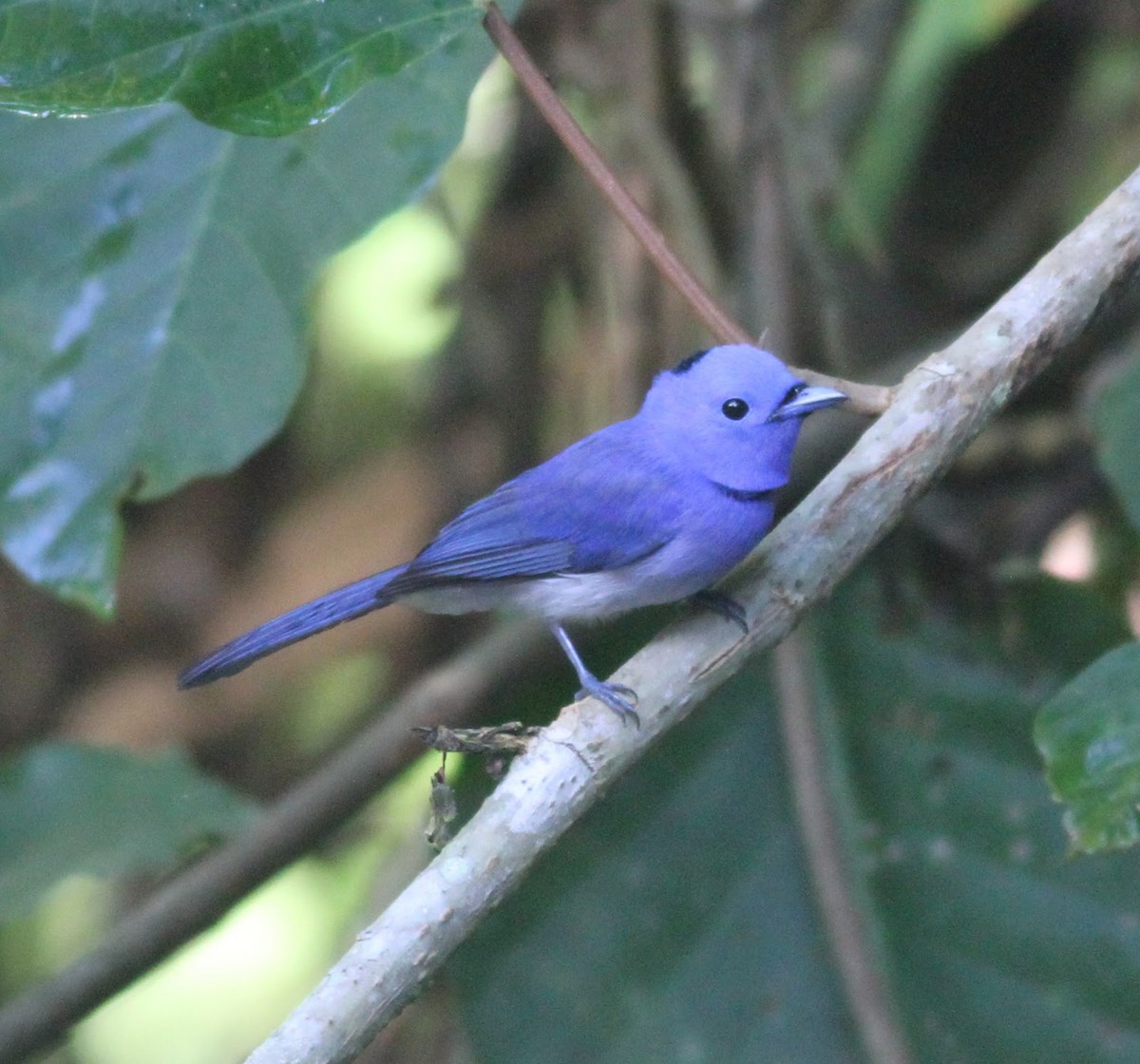 Black-naped Monarch - ML165601131