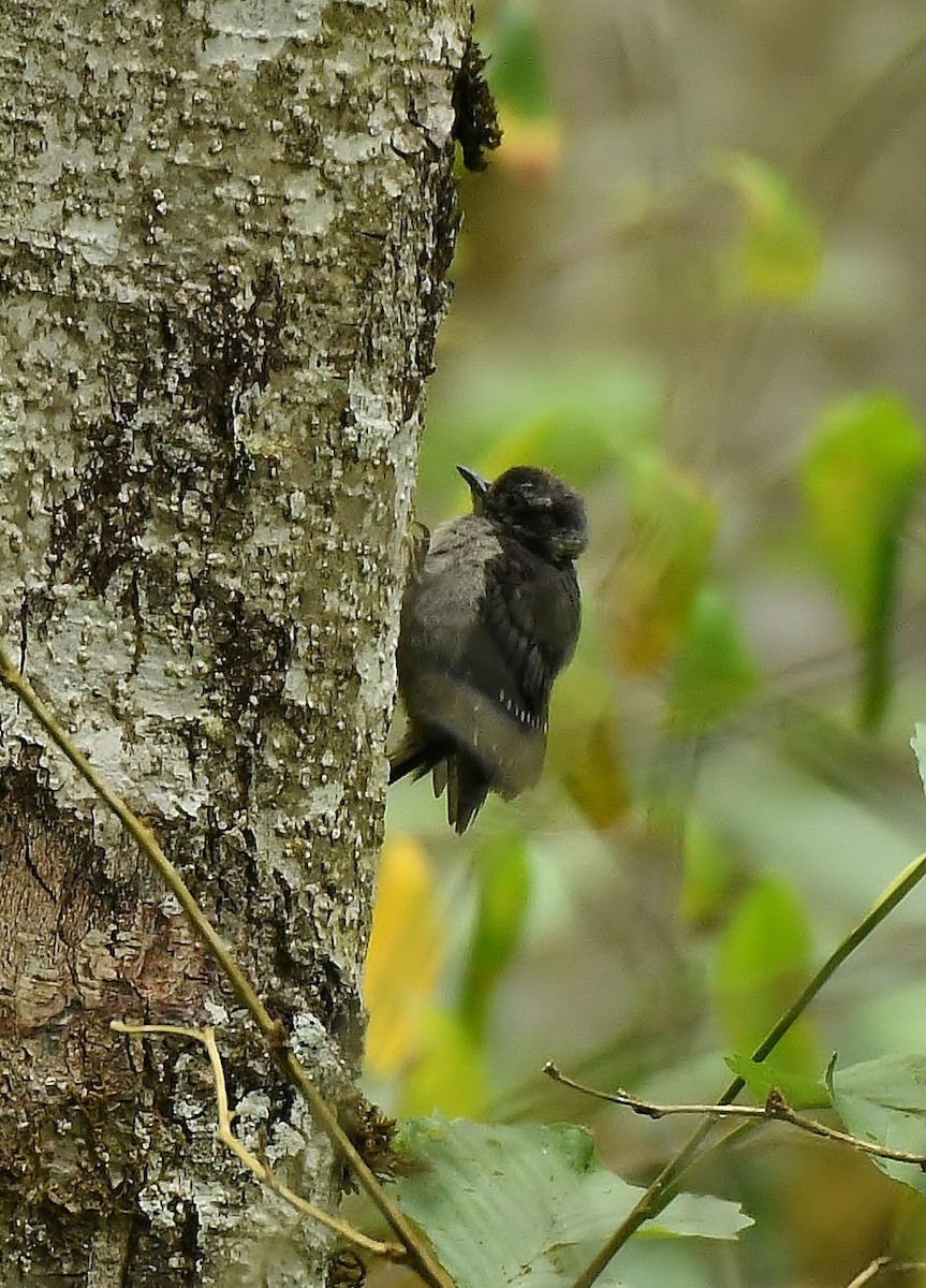 Downy Woodpecker - ML165601931