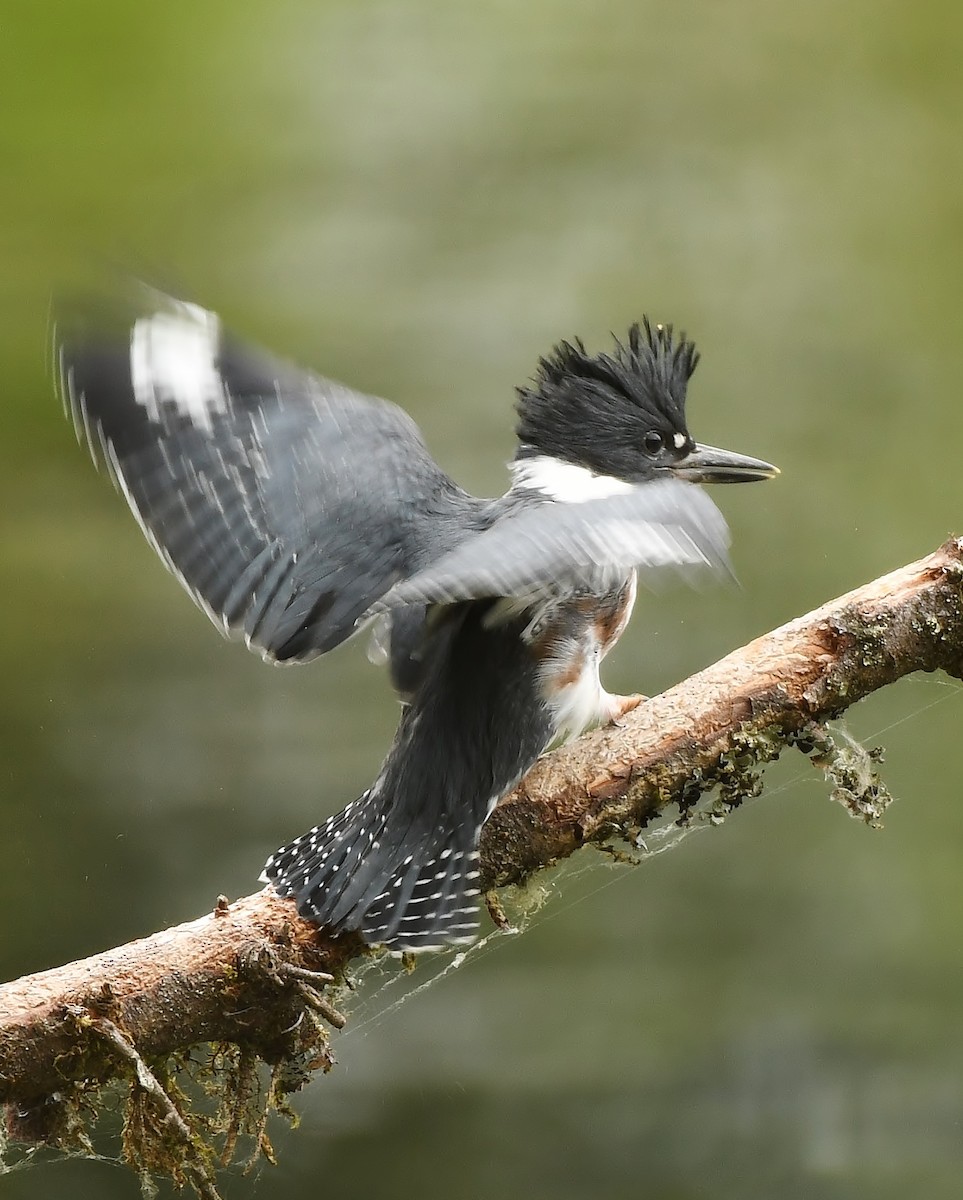 Belted Kingfisher - Rachel Hudson