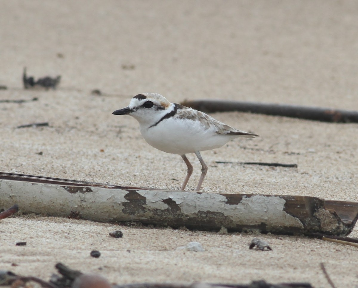 Malaysian Plover - Paul Bourdin