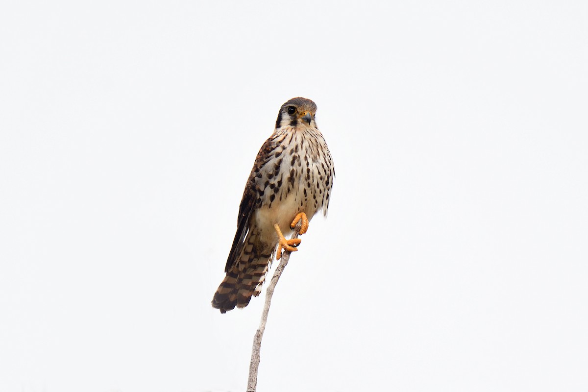 American Kestrel - ML165602961