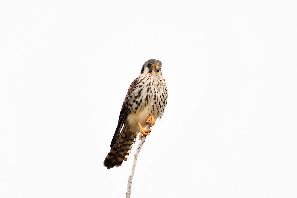 American Kestrel - ML165602971