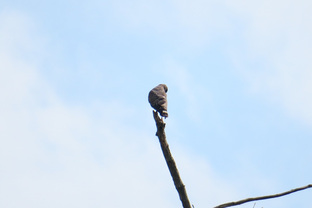 Broad-winged Hawk - ML165603281