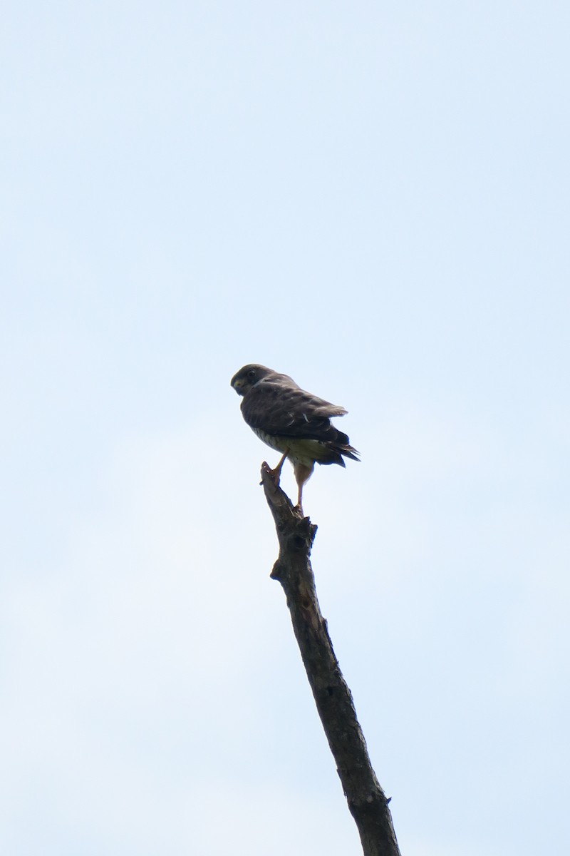 Broad-winged Hawk - ML165603291