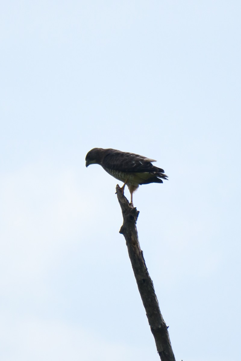 Broad-winged Hawk - ML165603301