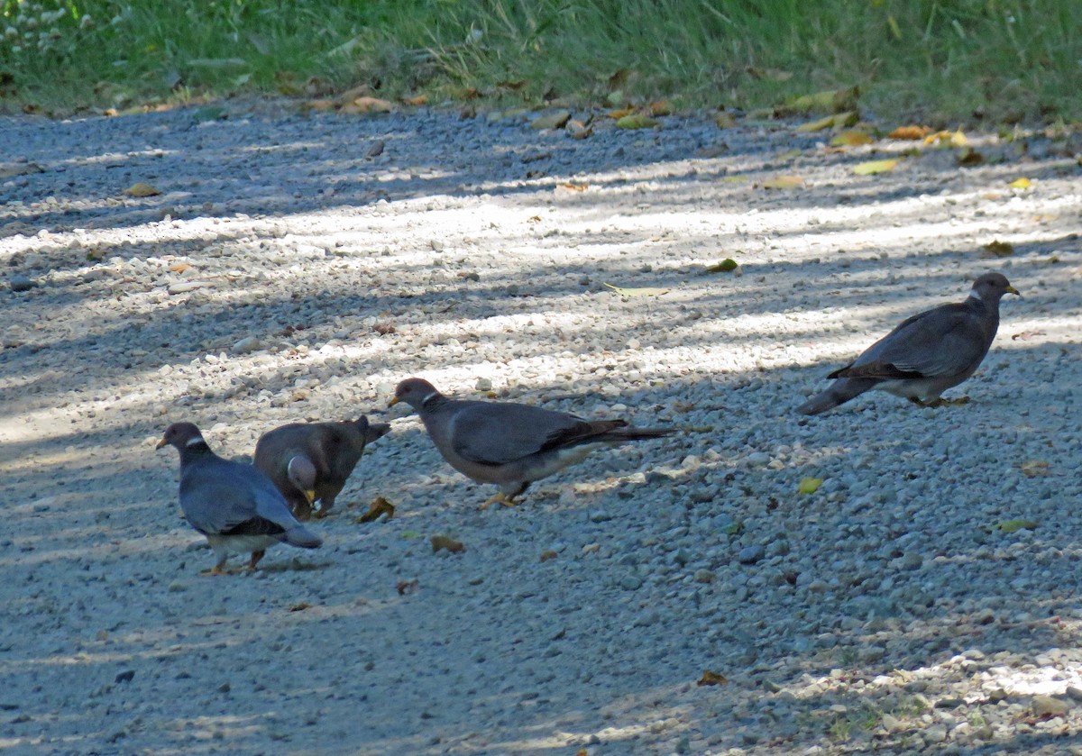 Band-tailed Pigeon - ML165603451