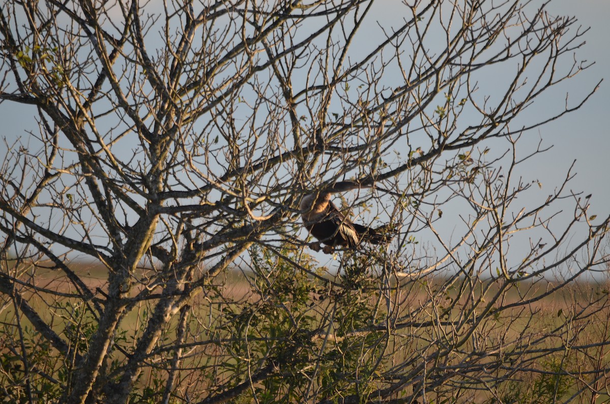 Anhinga - Benjamin Althouse