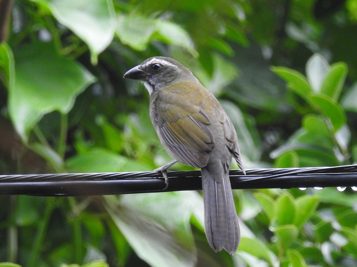 Green-winged Saltator - ML165604141