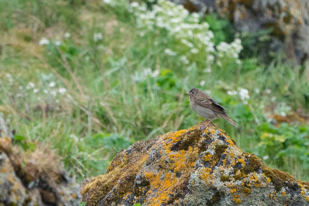 Common Rosefinch - ML165605371