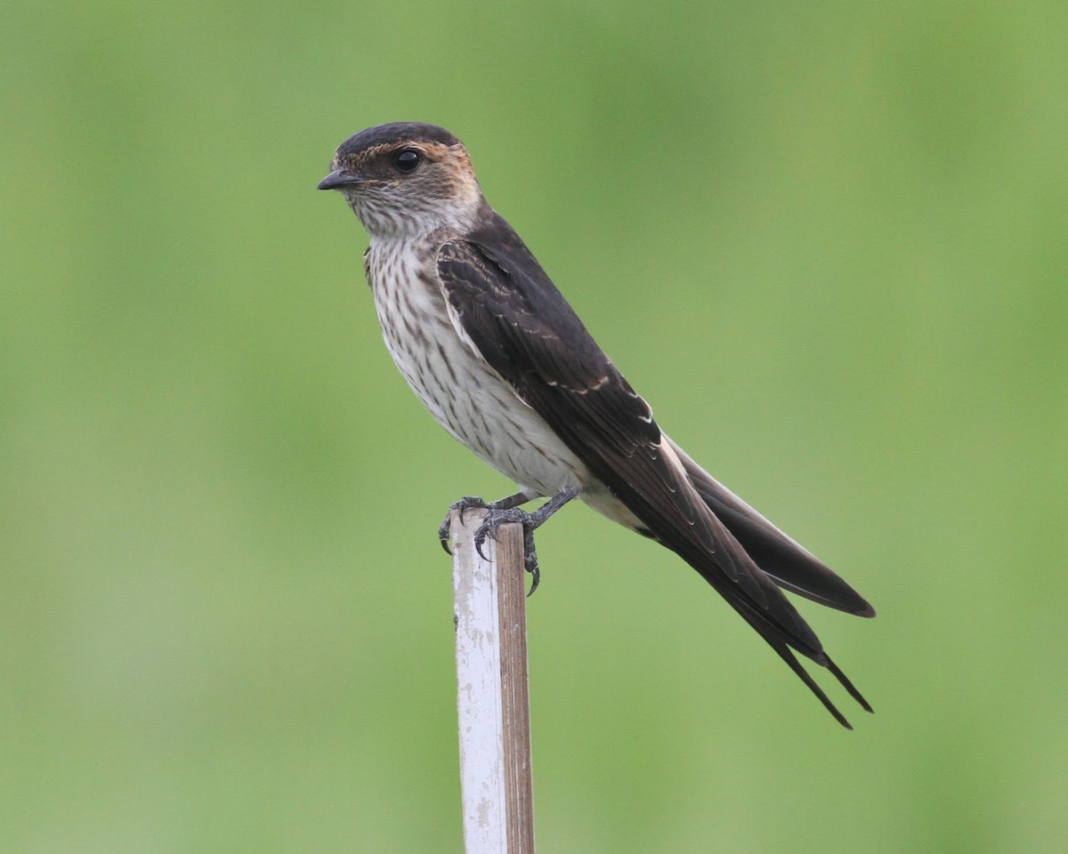 Eastern Red-rumped Swallow (Striated) - ML165606621