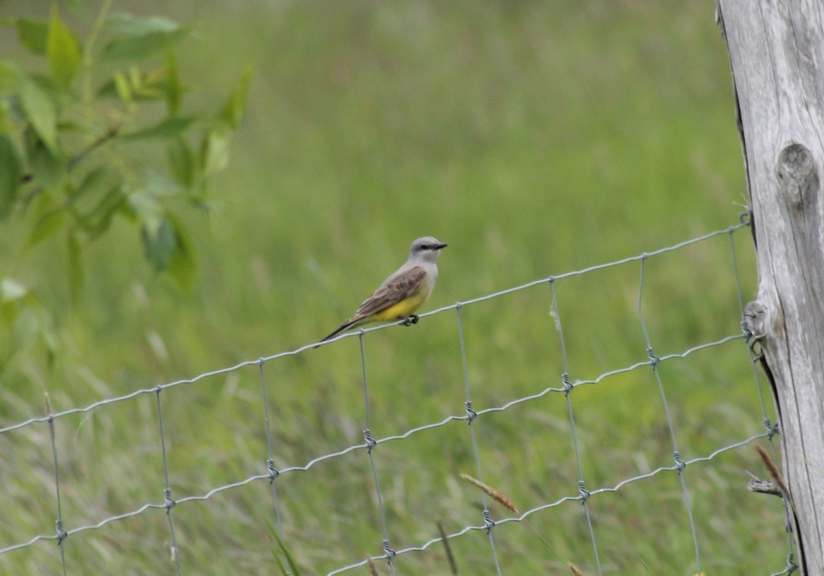 Western Kingbird - ML165606791