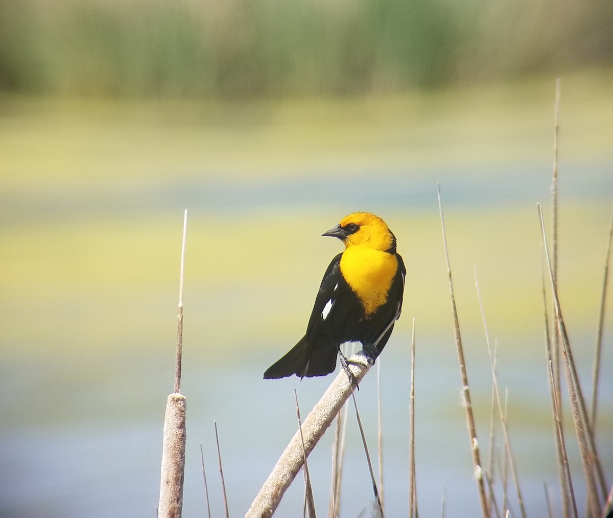 Yellow-headed Blackbird - ML165607281