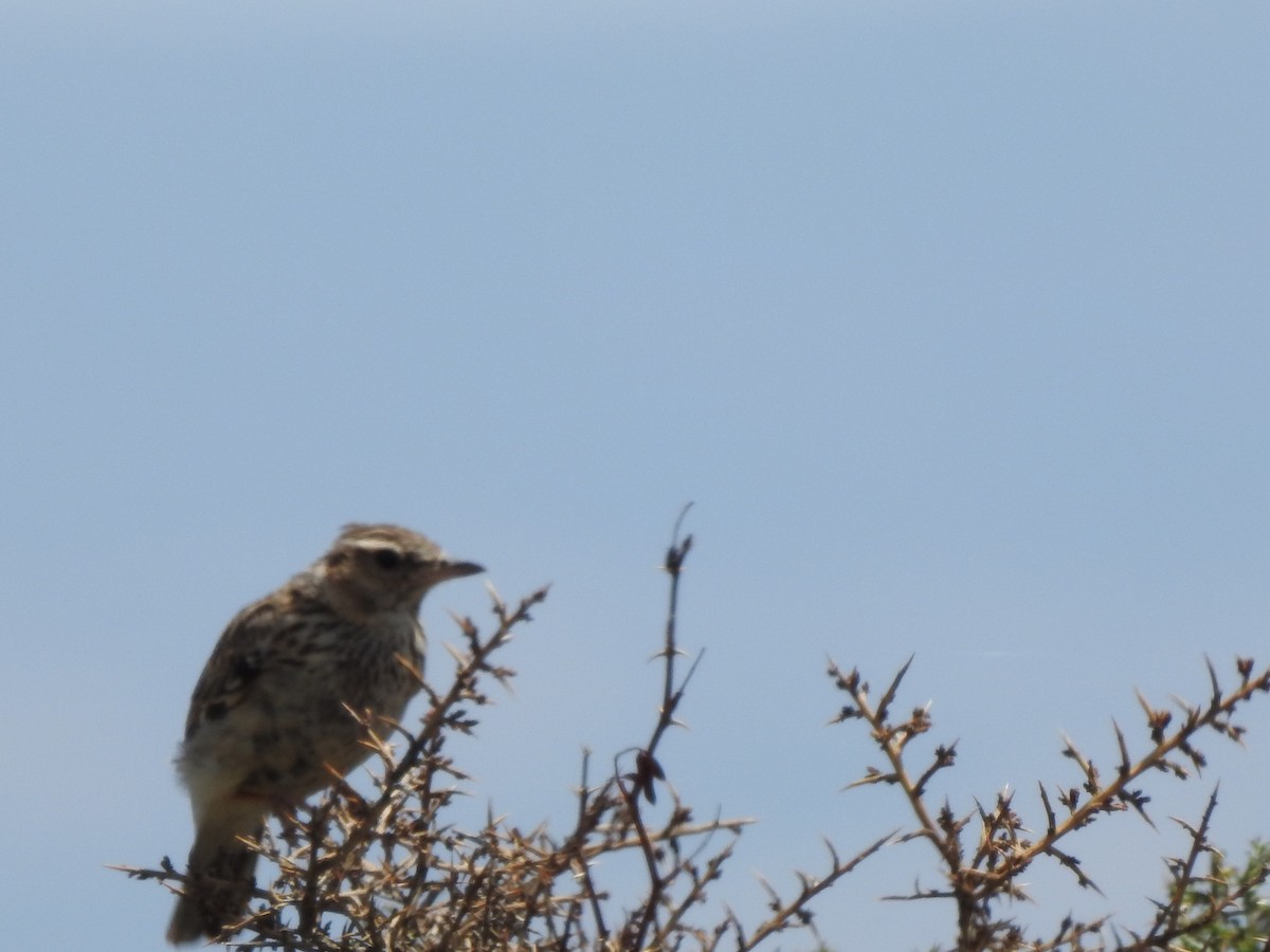 Wood Lark - ML165607331