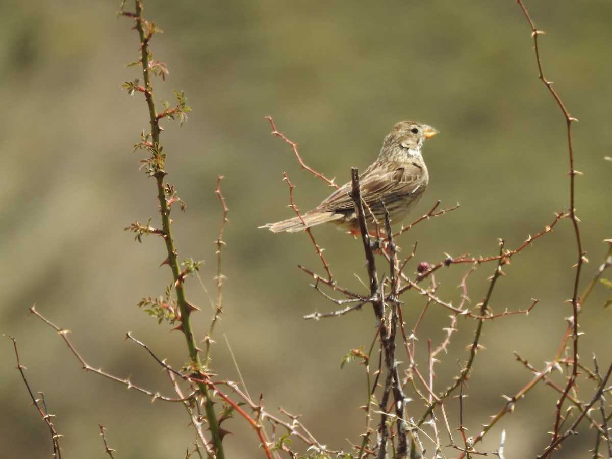 Corn Bunting - ML165607501