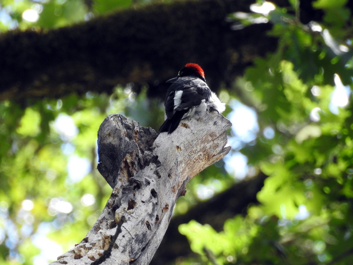 Acorn Woodpecker - ML165609121