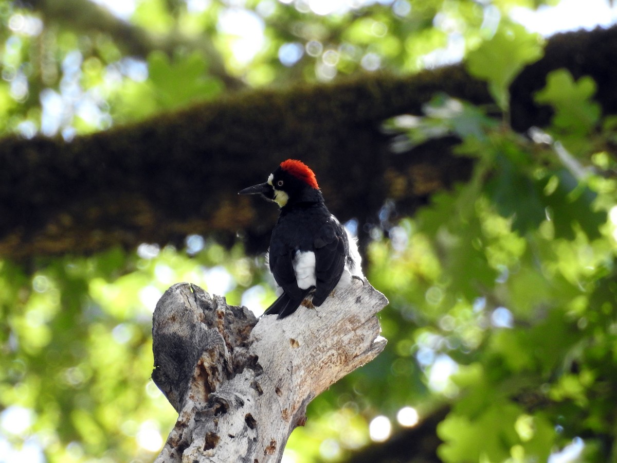 Acorn Woodpecker - ML165609141