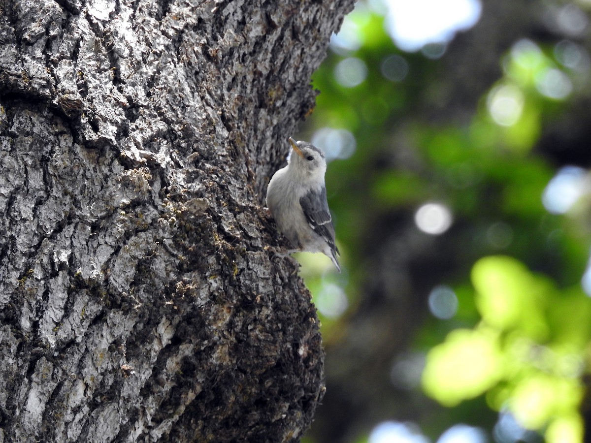 White-breasted Nuthatch - ML165609161
