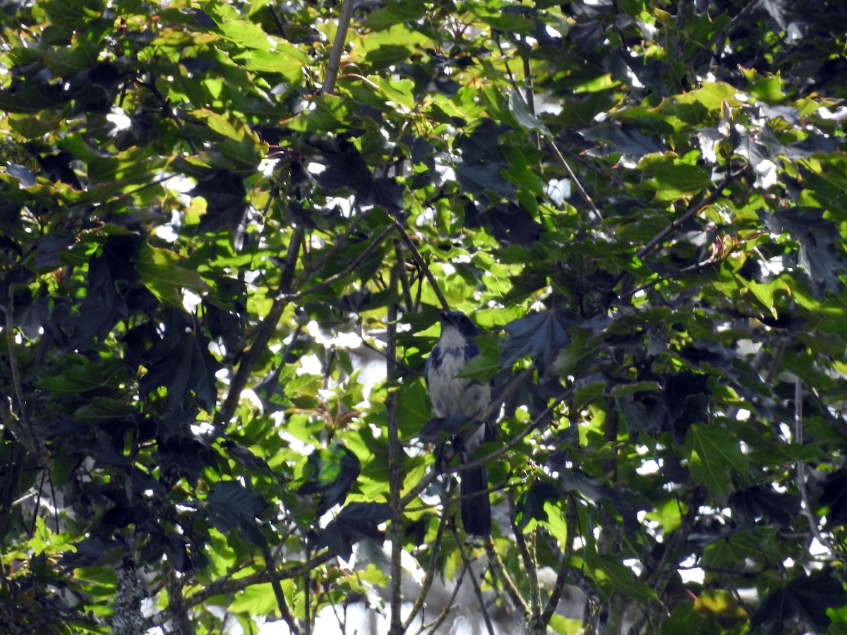 California Scrub-Jay - ML165609311