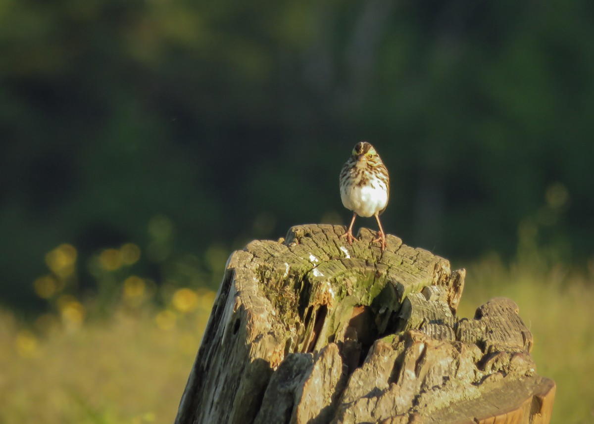 Savannah Sparrow - ML165610291