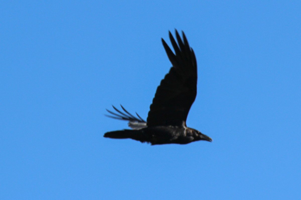 Common Raven - Doug Bryant