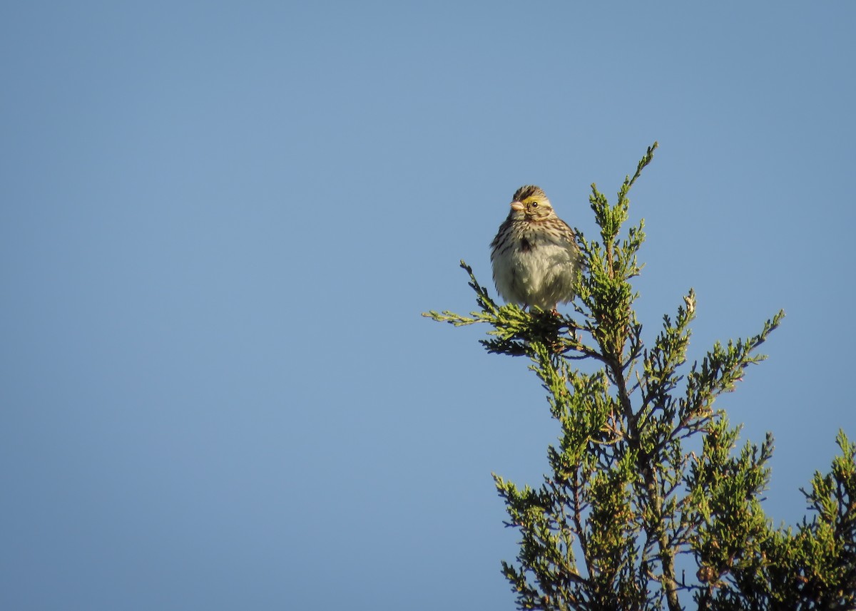 Savannah Sparrow - ML165610611