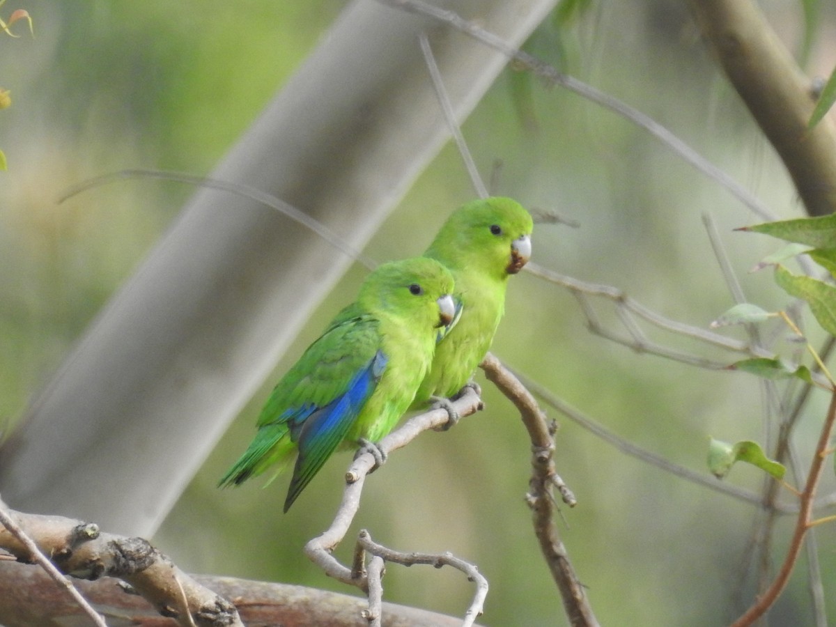 Cobalt-rumped Parrotlet - ML165611471