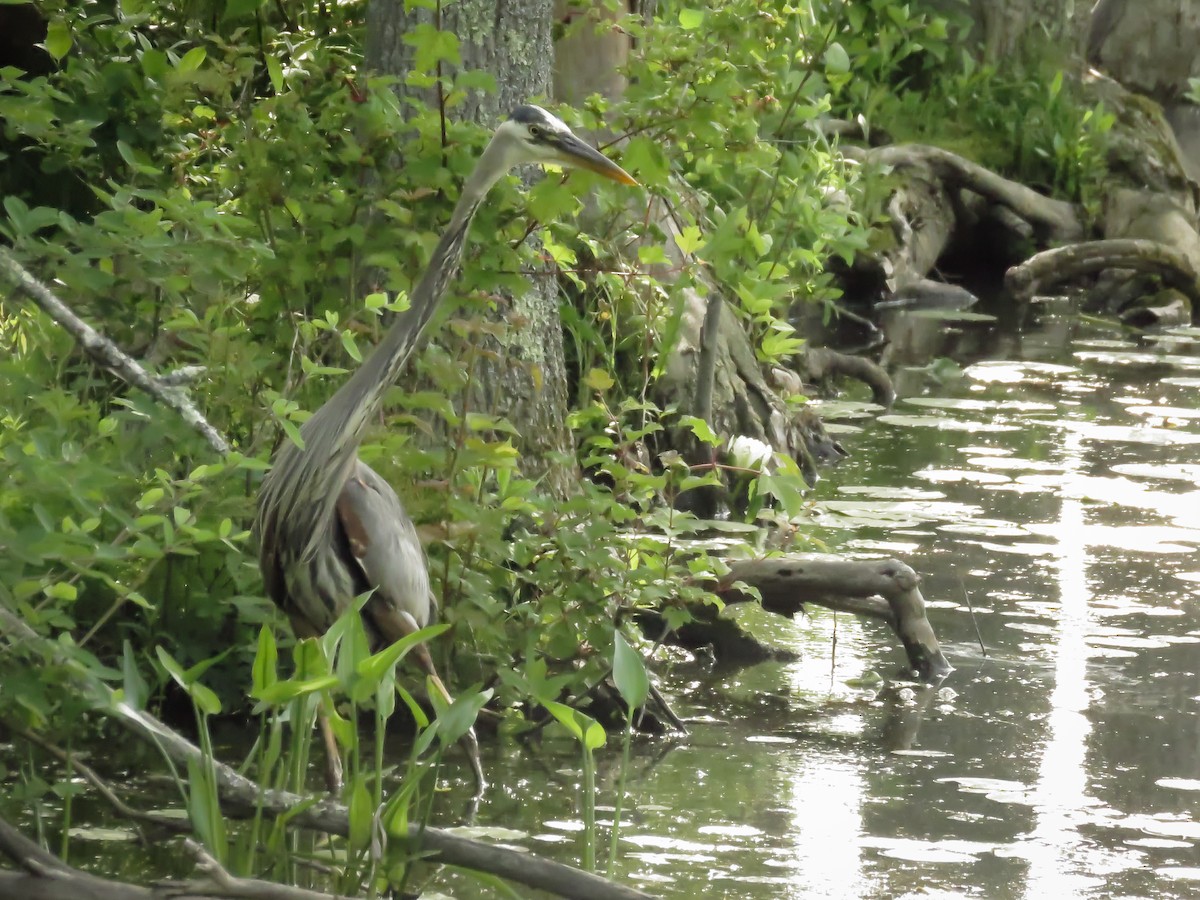 Great Blue Heron - ML165611551