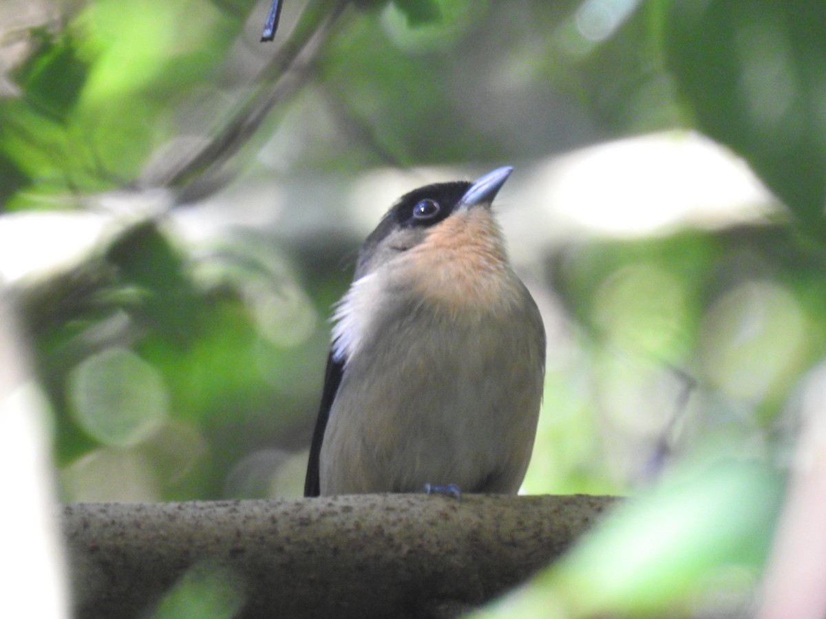 Black-goggled Tanager - ML165614861