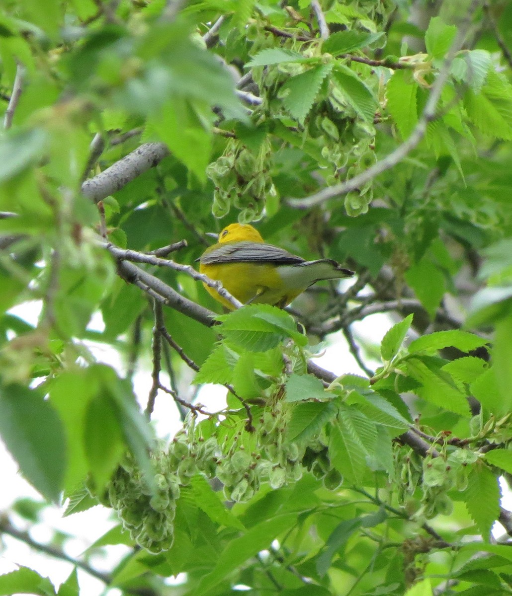 Prothonotary Warbler - ML165614931
