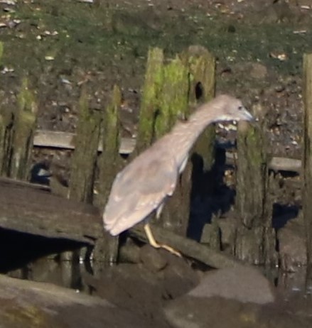 Black-crowned Night Heron - ML165615031