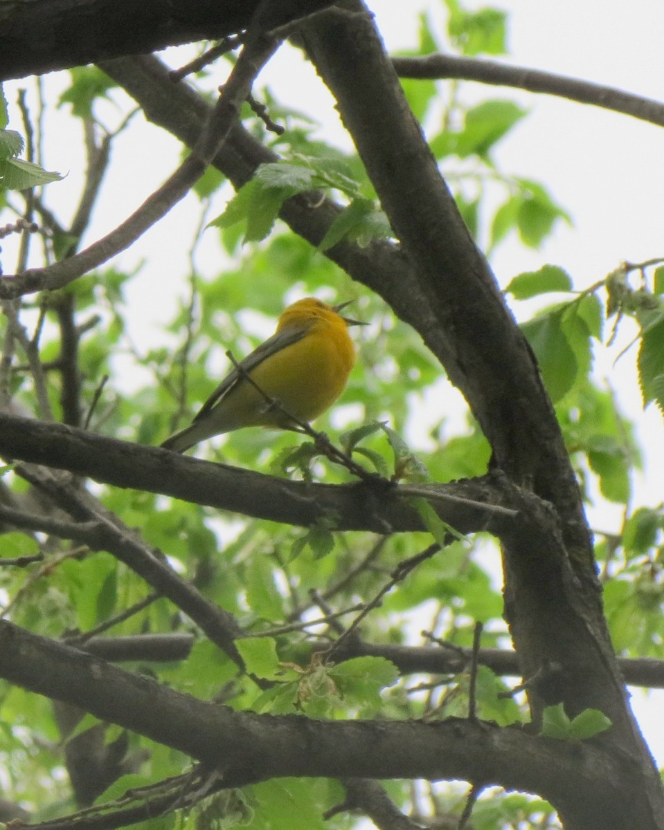 Prothonotary Warbler - ML165615041