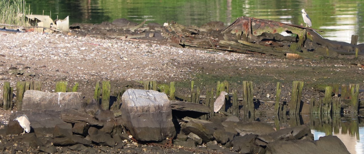 Black-crowned Night Heron - ML165615211