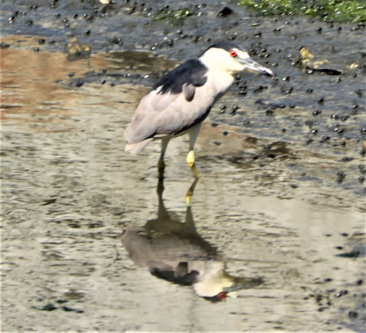 Black-crowned Night Heron - ML165615221