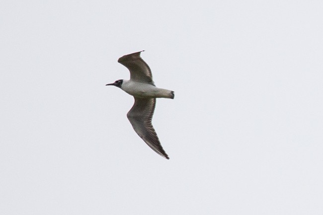 Black-headed Gull - ML165615641