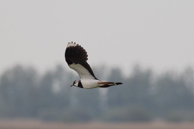 Northern Lapwing - ML165615741