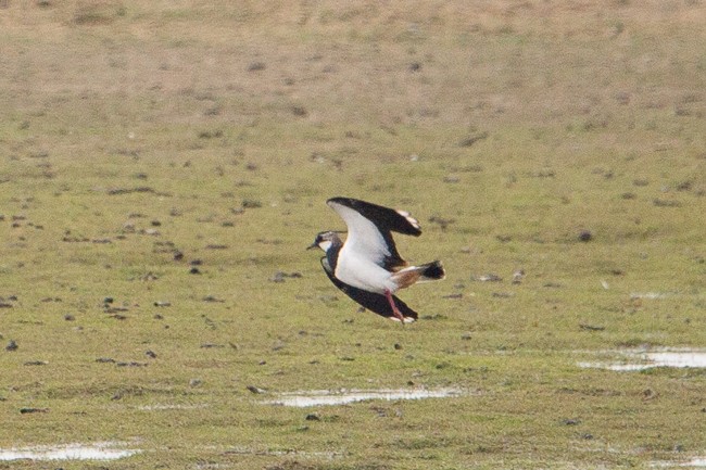 Northern Lapwing - ML165615761