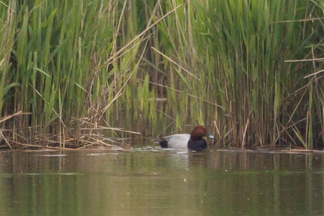 Common Pochard - ML165615841