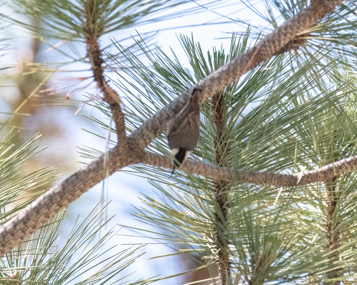 White-breasted Nuthatch - ML165616851