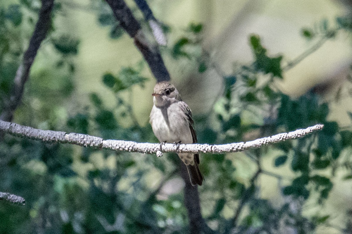 Western Wood-Pewee - James McNamara