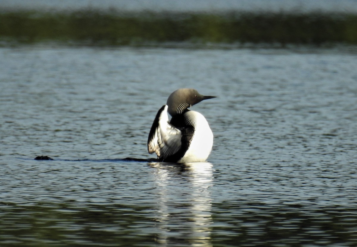 Pacific Loon - Bob Saunders