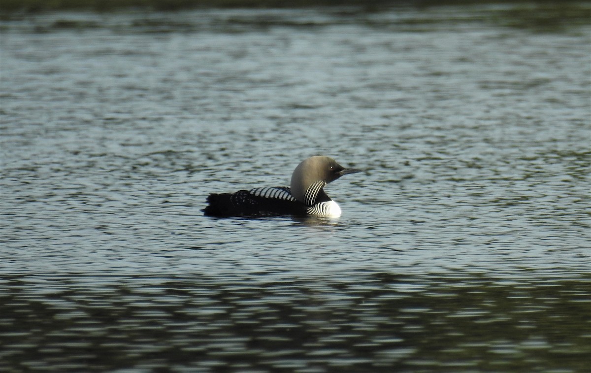 Pacific Loon - Bob Saunders