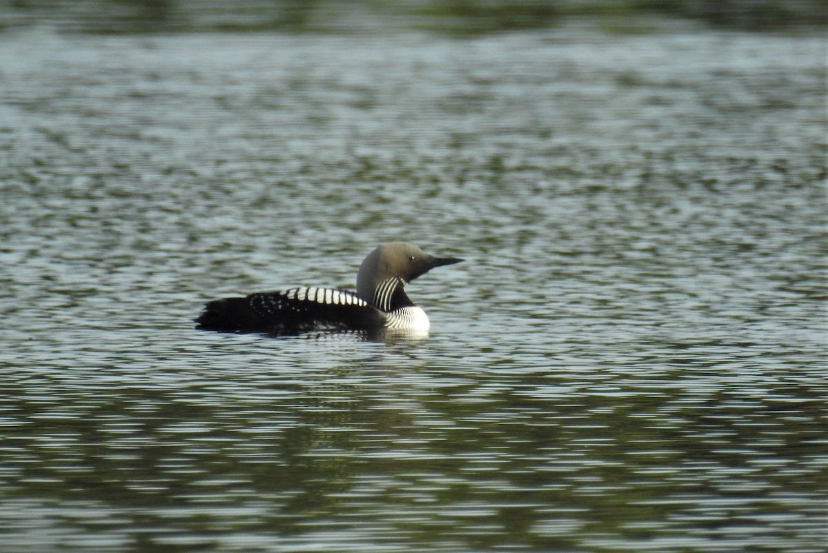 Pacific Loon - Bob Saunders